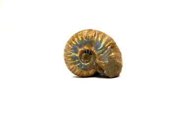 Pearlized ammonite shell isolated on a white background © Melissa Hutchinson
