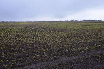 Agricultural field on a cloudy evening. Moody landscape.