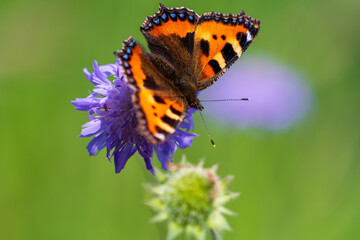 Fototapeta na wymiar Wiesenblume mit Schmetterling