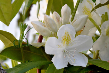 Rhododendron Blossom Buds 01