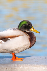 Male Mallard, wild duck (Stockente, Anas platyrhynchos)