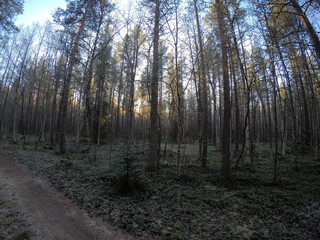 dirt road in massive dense pine tree forest in cold late autumn morning