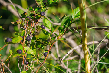 Mountain huckleberry patch