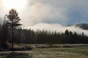 early morning fog over field and forest in early morning