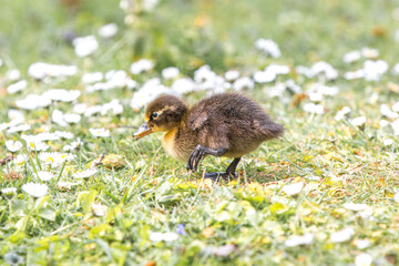 Mallard chick wild duck (Stockente, Anas platyrhynchos)