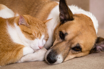 Cat and dog resting together on sofa. Best friends.