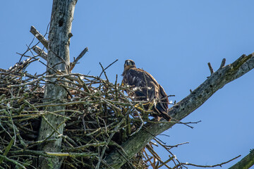 Young bald eagle on the nest. Natural scene from Wisconsin state park.