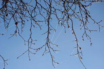 beautiful spiderweb covered in frost and rime in early autumn morning with blue sky background