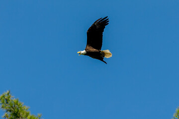 Female Bald Eagle in flight