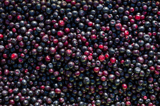 Wild huckleberries