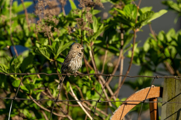 Bird. House Finch in the garden.