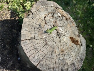 Green lizard on a dry brown stump with large cracks. Around the green grass. Moldova - Powered by Adobe