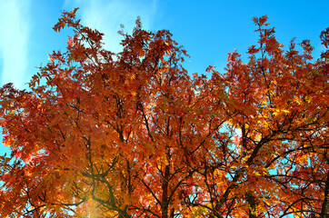 Fototapeta na wymiar strong vibrant colors on rowan tree in late autumn