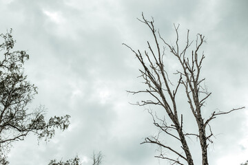 Fototapeta na wymiar Dry twigs on tree in white clouds background