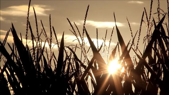 maize field at sunrise, background
