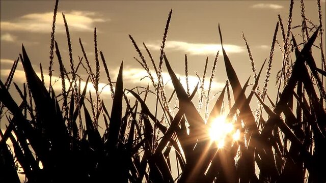maize field at sunrise, background
