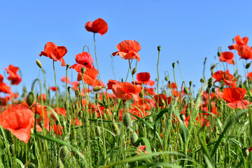 A field of blossoming red poppies against a blue sky.
