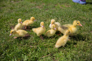 eight little yellow ducklings are walking on the green grass