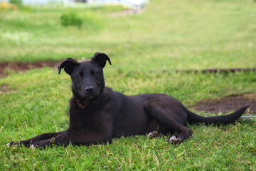 a black dog is lying on the green grass looking at me