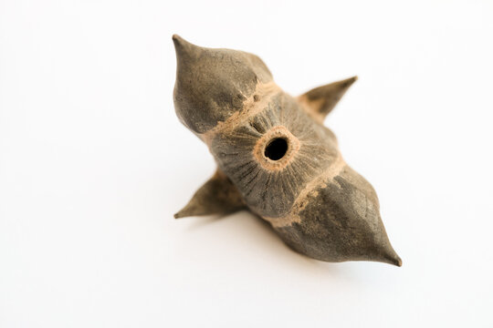 Water chestnut. Dumn nut chilim on white flat surface. Limited depth of field.