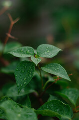 Fototapeta na wymiar Drops of water after rain on green leaves.