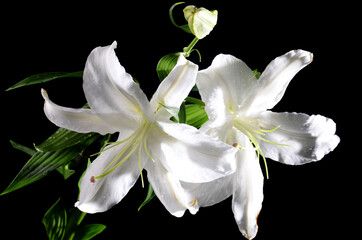 the beauty Lily flowers