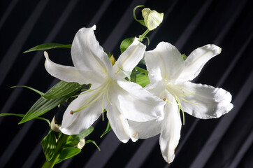 the beauty of Lily flower