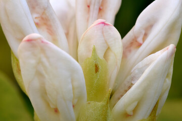 Fototapeta na wymiar Rhododendron Bud White 06
