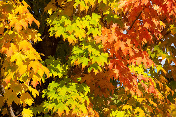 Autumn in Canada