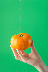 Female hands washing yellow tomato on the green saturated background. Concept of the importance of washing vegetables during quarantine