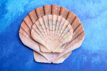 Summer vacation on sea concept with sea shells and blue background copy space