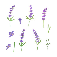 Naklejka premium Delicate lavender flowers set watercolor illustration romantic symbol of summer holidays in French Provence elements for making cards, invitations, textile