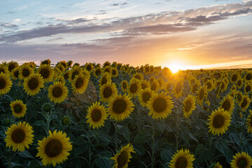 beautiful field of sunflowers at sunset  - obrazy, fototapety, plakaty