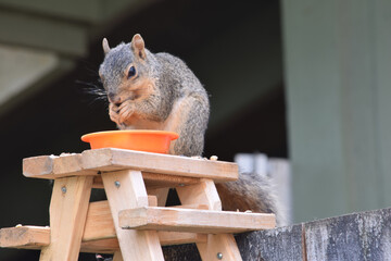 Squirrel Eating 03