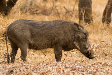 Adult warthog walking among the bushes in the Kruger Park.