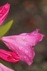 różowe  kwity  w  ogrodzie  po  deszczu