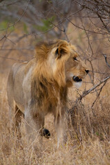 Fototapeta na wymiar Young lion walking through the African savannah.