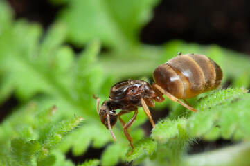 Ant on green fern.