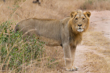 Young lion walking through the African savannah.