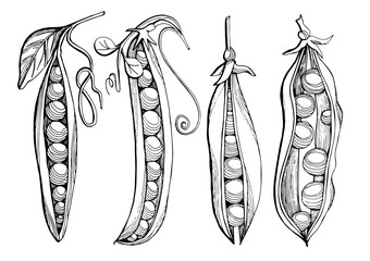 Chickpeas. Graphic black and white image of four pea pods drawn in black marker. Trace