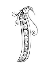 Pea Pod Graphic black and white image of peas drawn in black marker. Trace