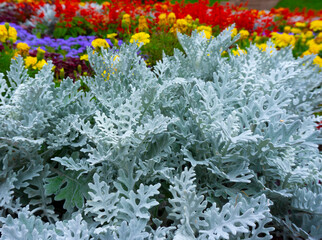 Jacobaea maritima, commonly known as silver ragwort, (formerly known as Senecio cineraria) is a...