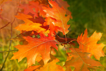 Naklejka na ściany i meble Quercus rubra leaves, commonly called northern red oak or champion oak. 