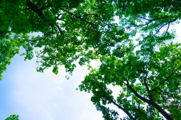 Bright green leaves in the blue sky background. Nature pattern with copy space. 