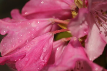 Fototapeta na wymiar różowe kwiaty w kroplach deszczu