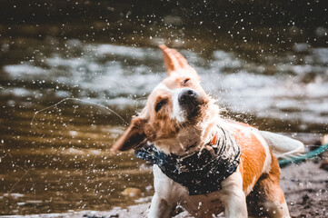 Jack Russell playing on the beach