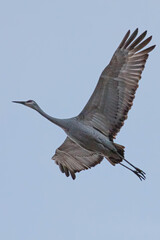 A sandhill crane up close.