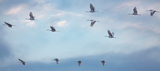 Sandhill Cranes in Flight.