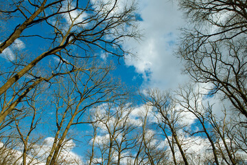 trees and sky