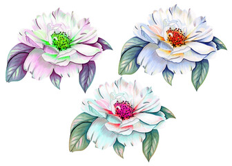 Flowers on a white background. Beautiful, bright and colorful flowers.